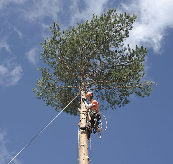 arborists-insurance-banner