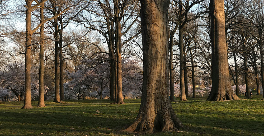 tree-inspection-insurance